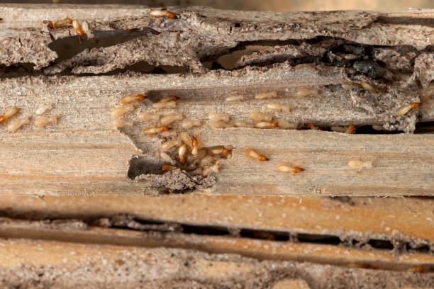 Best Emergency Pest Control  in , NH